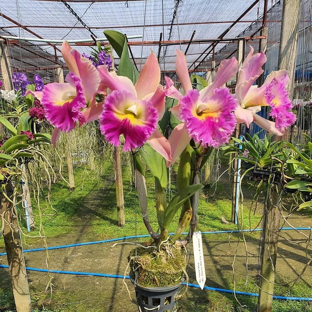 Rhyncholaeliocattleya Thamai Glory (C. Chia Lin x B. digbyana)