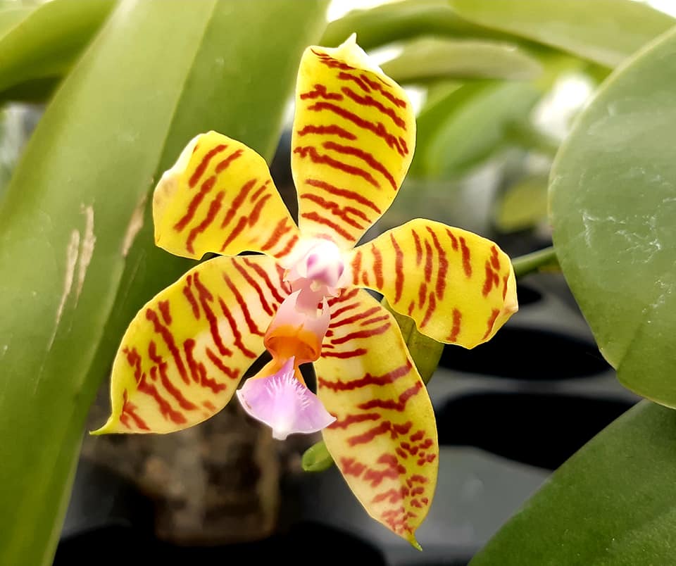 Phalaenopsis fasciata