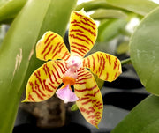 Phalaenopsis fasciata