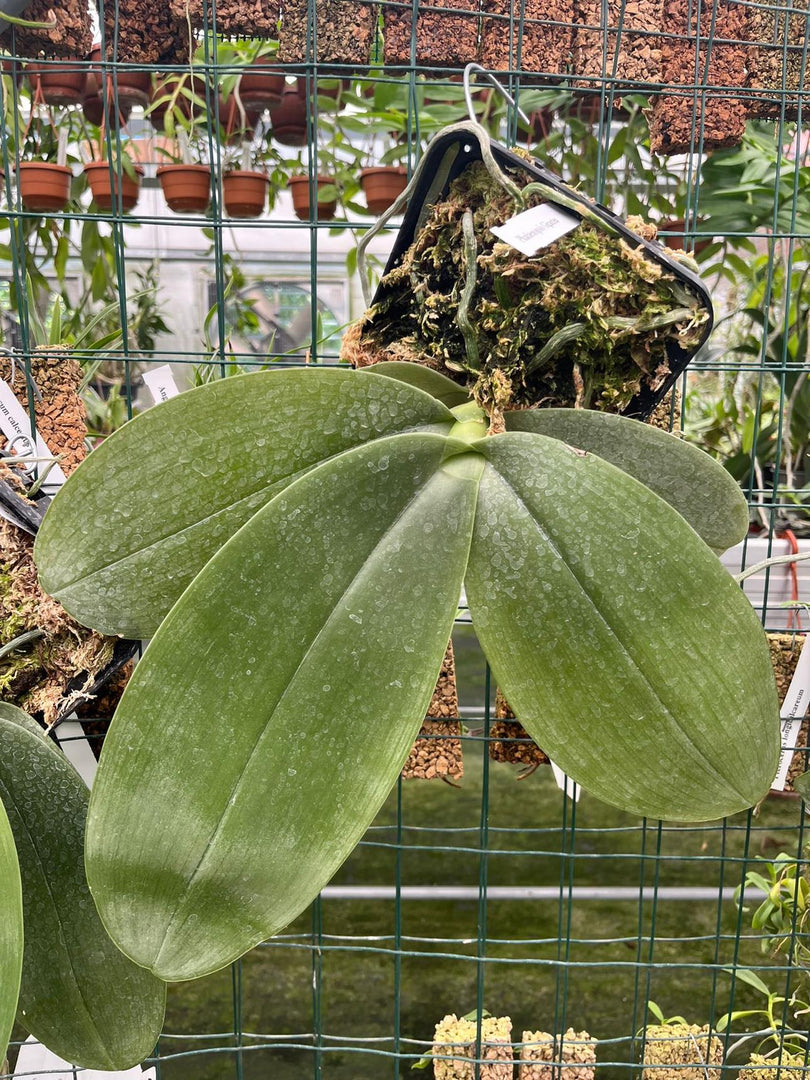 Phalaenopsis gigantea