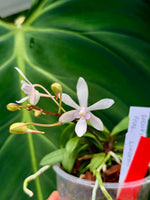 Carica l'immagine nel visualizzatore Galleria, Vanda falcata x Phalaenopsis lindenii
