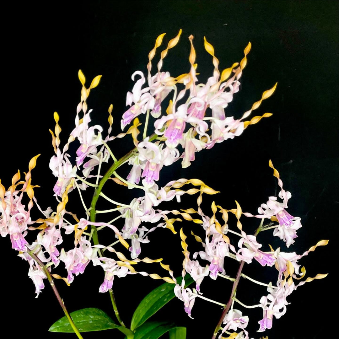 Dendrobium Taiwan Helix (Den. helix × Doctor Uthai)