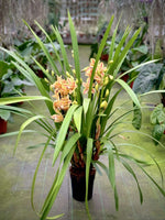 Load image into Gallery viewer, Cymbidium Yellow Flame
