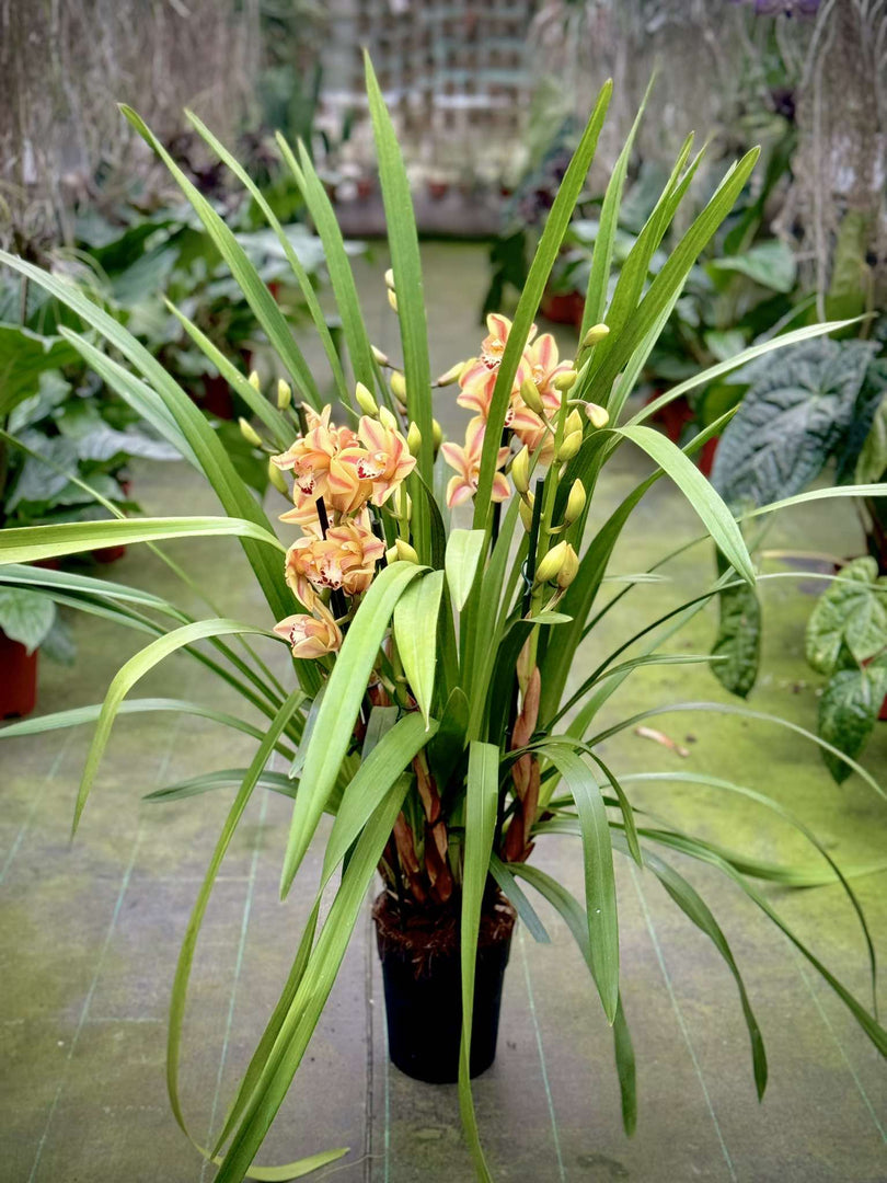Cymbidium Yellow Flame