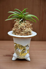 Load image into Gallery viewer, Trumpet-shaped Neofinetia display pot - Japan Imported
