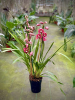 Load image into Gallery viewer, Cymbidium Dancing Prince
