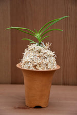 Load image into Gallery viewer, Enamelled trumpet-shaped vase for Neofinetia
