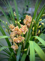 Load image into Gallery viewer, Cymbidium Yellow Flame
