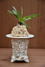 Load image into Gallery viewer, Trumpet-shaped Neofinetia display pot - Japan Imported
