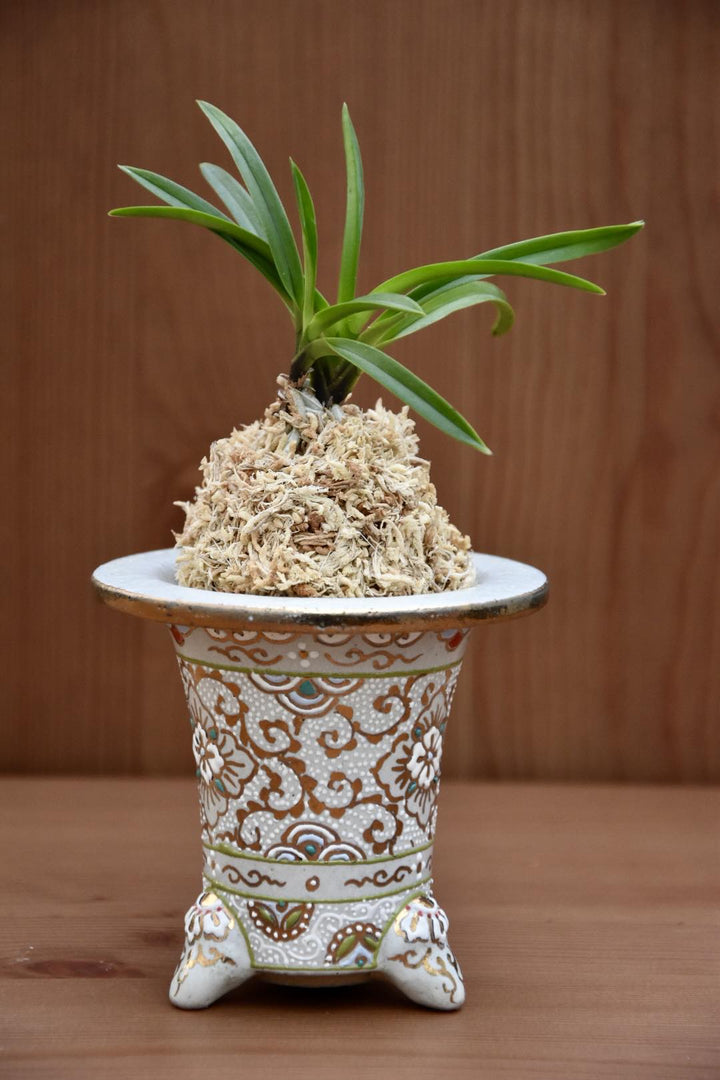 Trumpet-shaped Neofinetia display pot - Japan Imported