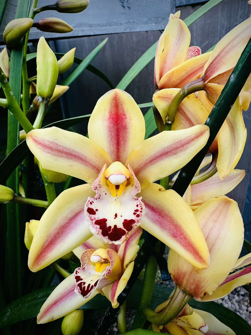 Cymbidium Yellow Flame