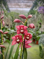Load image into Gallery viewer, Cymbidium Dancing Prince

