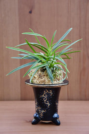 Vaso per Neofinetia da esposizione a trombetta - Japan Imported