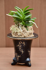 Load image into Gallery viewer, Trumpet-shaped Neofinetia display pot - Japan Imported
