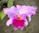 Carica l&#39;immagine nel visualizzatore Galleria, Cattleya Maria Pia (Cattleya Marie-José × Cattleya Menapier)
