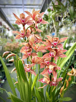 Carica l&#39;immagine nel visualizzatore Galleria, Cymbidium Frank Zappa (atropurpureum x tracyanum)
