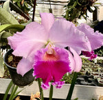 Carica l&#39;immagine nel visualizzatore Galleria, Cattleya Maria Pia (Cattleya Marie-José × Cattleya Menapier)
