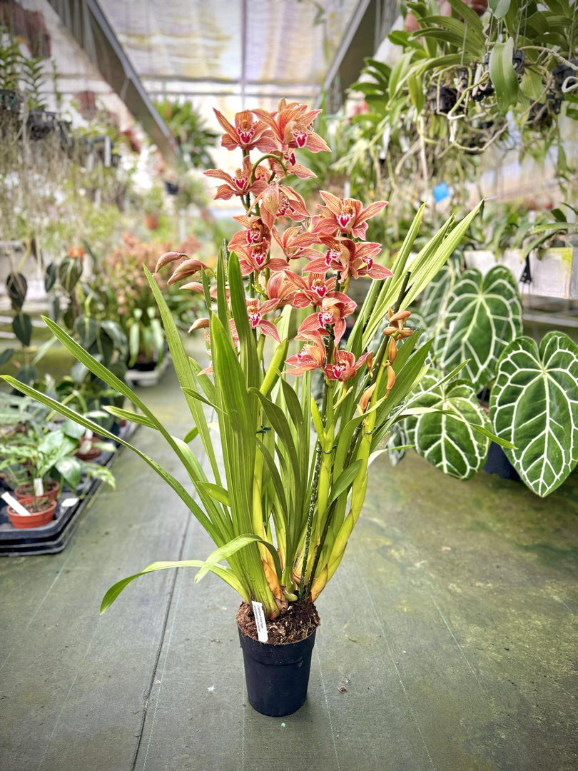 Cymbidium Frank Zappa (atropurpureum x tracyanum)