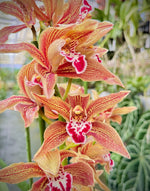 Carica l&#39;immagine nel visualizzatore Galleria, Cymbidium Frank Zappa (atropurpureum x tracyanum)
