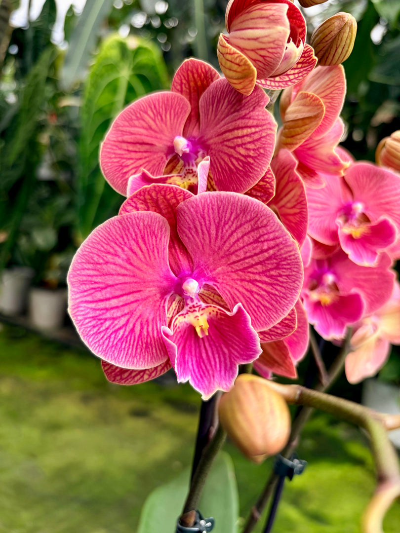 Phalaenopsis Lianher Golden Cheese - Big Lip