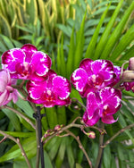 Carica l&#39;immagine nel visualizzatore Galleria, Phalaenopsis Ming Yuan Rainbow
