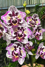 Carica l&#39;immagine nel visualizzatore Galleria, Phalaenopsis Lianher Happy Pearl - Peloric
