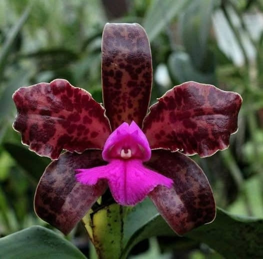 Cattleya aclandiae type 'Sakamoto' - Br Orquidea