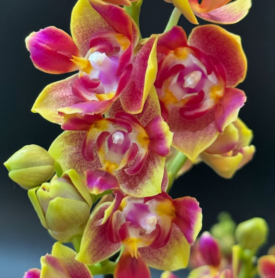 Phalaenopsis Biondora - Peloric 3 lips