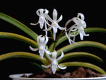 Load image into Gallery viewer, Neofinetia falcata 'Kinkōnishiki' 金広錦