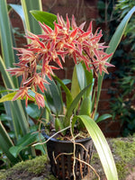 Load image into Gallery viewer, Macradenia multiflora