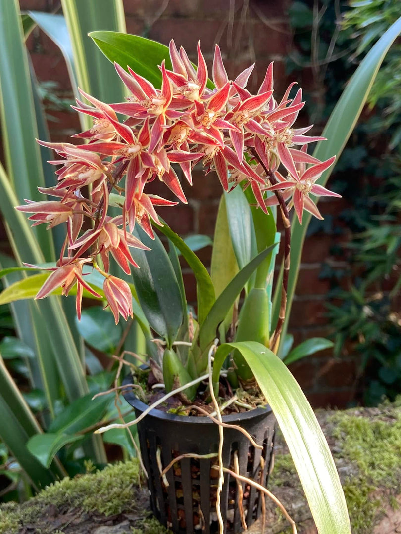 Macradenia multiflora