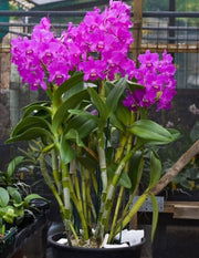 Cattlianthe Taiwan Sunset 