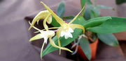 Dendrobium aberrans x tetragonum