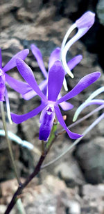 Carica l'immagine nel visualizzatore Galleria, Neostylis Lou Sneary 'Blue' (Neofinetia falcata x Rhynchostylis coelestis blue)