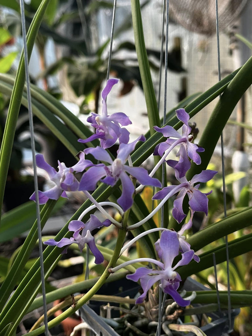 Paraphalaenopsis serpentilingua x Rhynchostylis coelestis