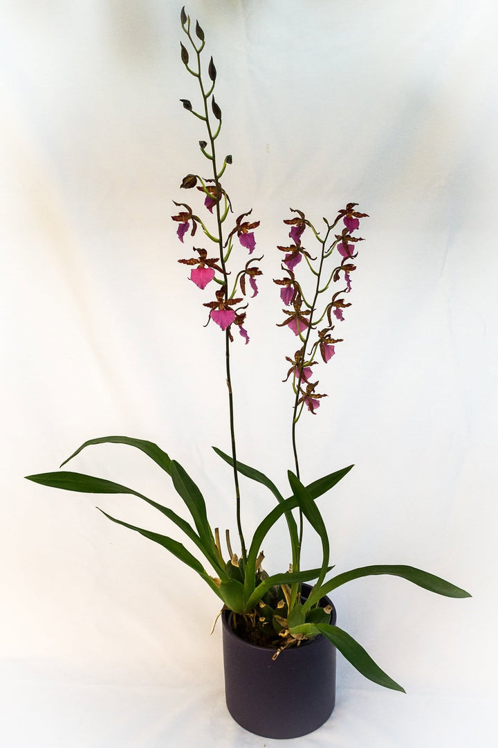 Rhynchostele bictoniensis Hyb.