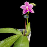 Carica l&#39;immagine nel visualizzatore Galleria, Phalaenopsis Lyndon Mix Zebra &#39;824&#39;
