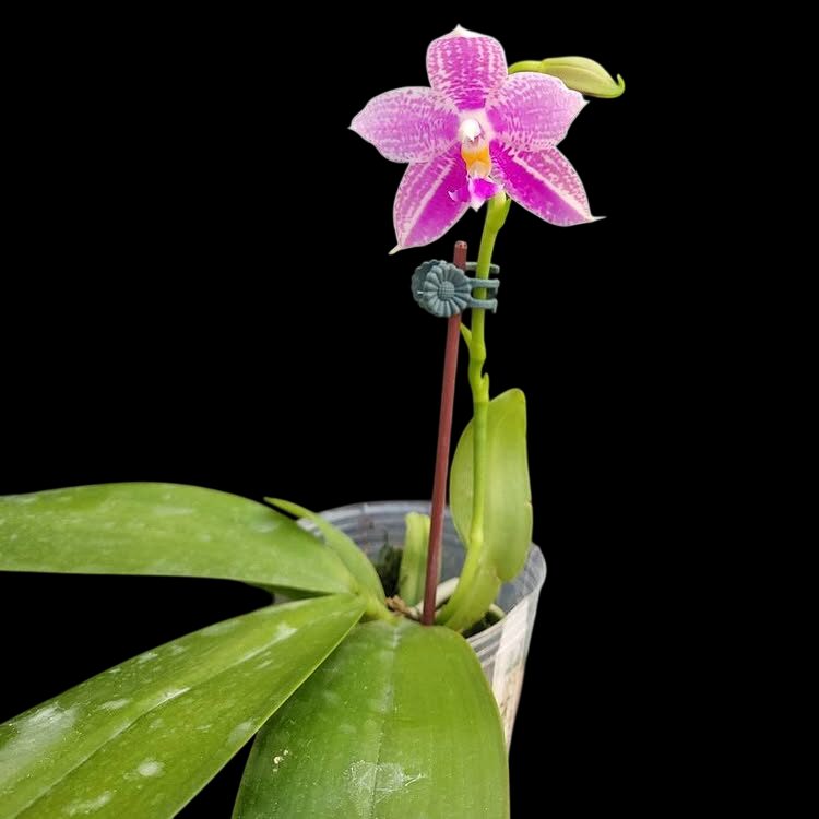 Phalaenopsis Lyndon Mix Zebra '824'