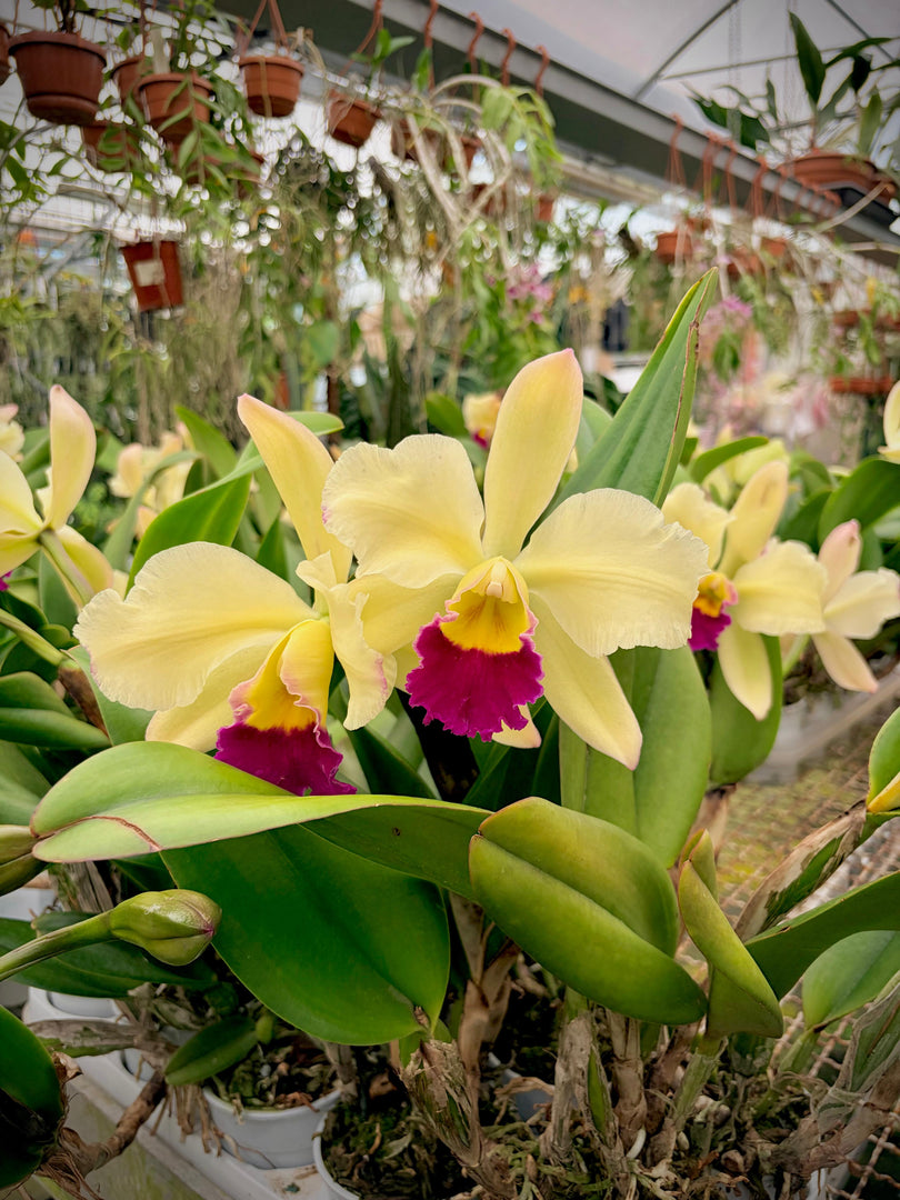 Brassolaeliocattleya Pratum Green 'Boonserm' HCC/AOS