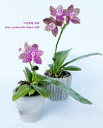 Load image into Gallery viewer, Phalaenopsis Lyndon Mix Zebra '828'