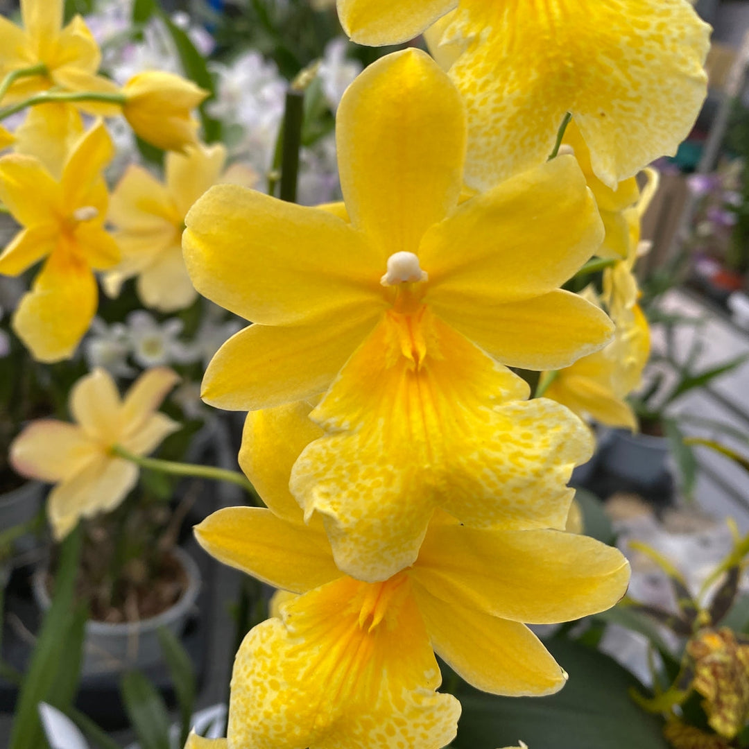 Burrageara Nelly Isler 'Yellow'