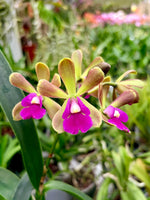 Carica l'immagine nel visualizzatore Galleria, Robertsara Green Wonder (Epidendrum Mabel Kanda x Cattleya Loog Tone)