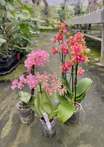 Carica l'immagine nel visualizzatore Galleria, OFFERTA ORCHIDEE PROFUMATE