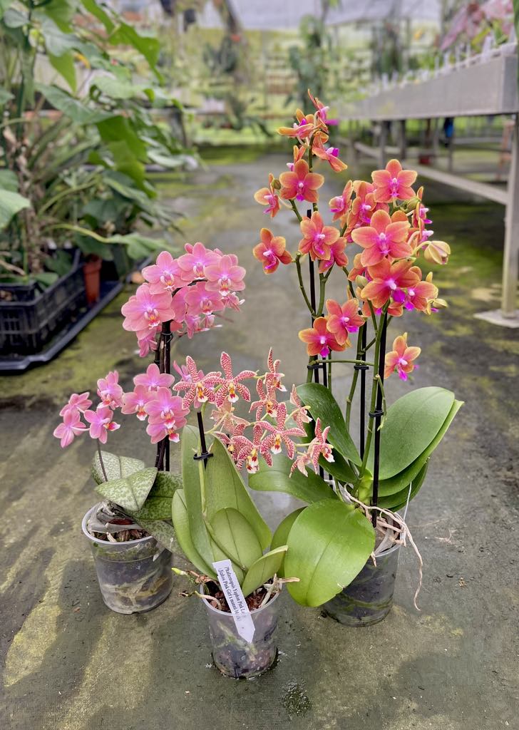 OFFERTA ORCHIDEE PROFUMATE