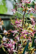 Load image into Gallery viewer, Dendrobium Spatulata Hybrid