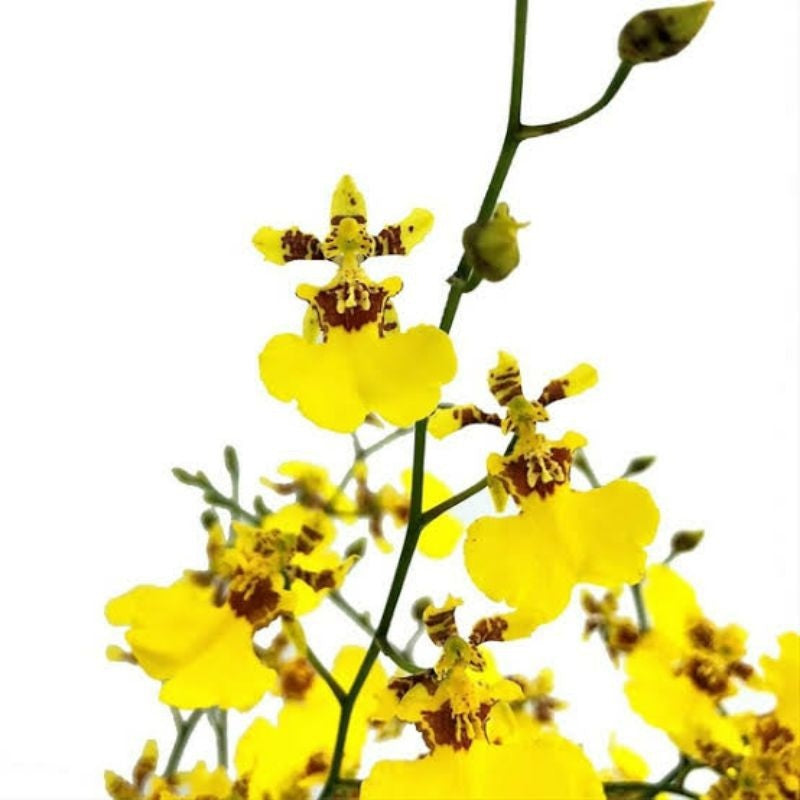 Oncidium Golden Shower