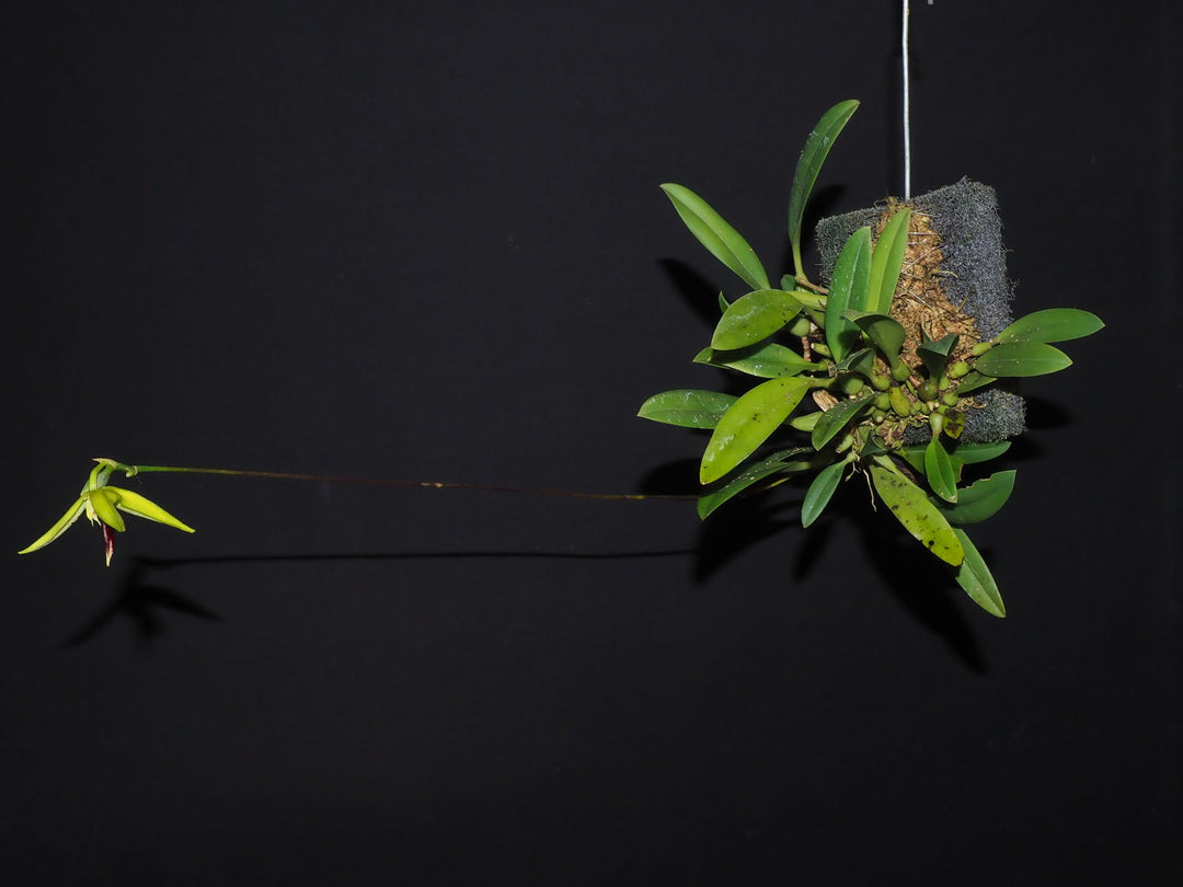 Bulbophyllum blumei