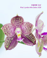 Load image into Gallery viewer, Phalaenopsis Lyndon Mix Zebra '828'