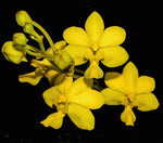 Carga la imagen en el visor de la Galería, Vanda insignis