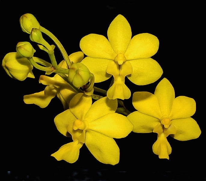 Vanda insignis